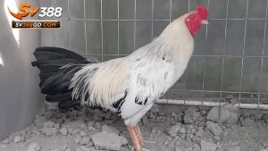 Giới thiệu về SV388 và đá gà Thomo