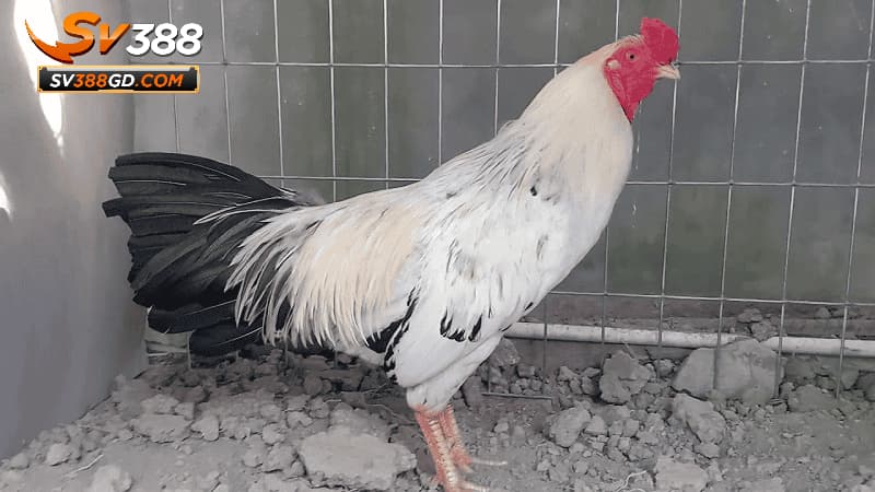 Giới thiệu về SV388 và đá gà Thomo Giới thiệu về SV388 và đá gà Thomo