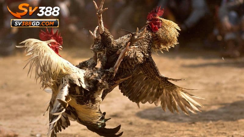 Hướng dẫn tham gia đá gà Thomo trên SV388 Hướng dẫn tham gia đá gà Thomo trên SV388