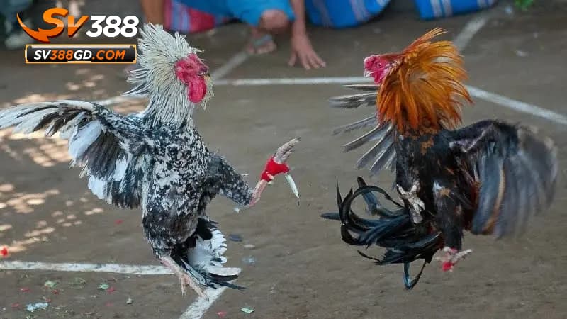 Kinh nghiệm cá cược đá gà Thomo tại SV388 Kinh nghiệm cá cược đá gà Thomo tại SV388