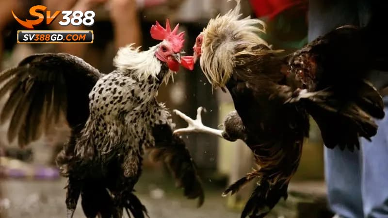 Mẹo chơi đá gà cựa dao tại SV388 Mẹo chơi đá gà cựa dao tại SV388