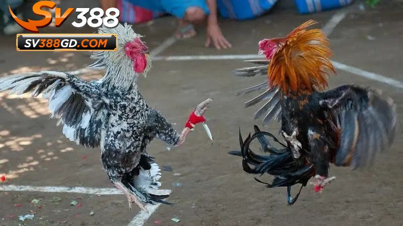 Giới thiệu về đá gà SV388