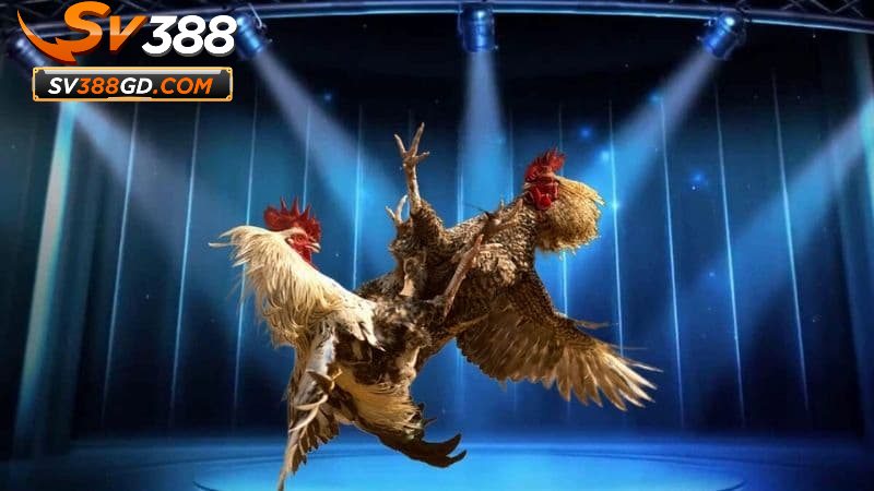 Các loại hình cá cược đá gà SV388 hot hit Các loại hình cá cược đá gà SV388 hot hit