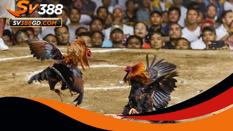 Lý do nên tham gia chơi cá cược đá gà SV388 ngay Lý do nên tham gia chơi cá cược đá gà SV388 ngay