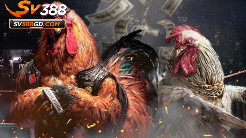 Những mẹo và kinh nghiệm chơi đá gà SV388 hiệu quả Những mẹo và kinh nghiệm chơi đá gà SV388 hiệu quả