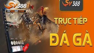 Định nghĩa đá gà trực tiếp Thomo