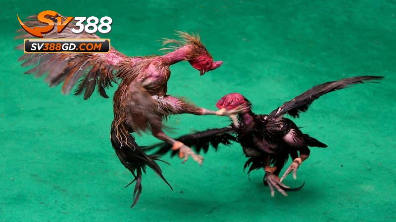 Đánh giá đội ngũ bình luận viên đá gà trực tiếp Thomo Đánh giá đội ngũ bình luận viên đá gà trực tiếp Thomo