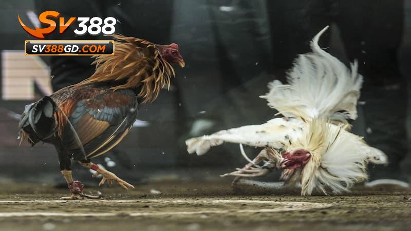Tương tác với bình luận viên qua các cách Tương tác với bình luận viên qua các cách