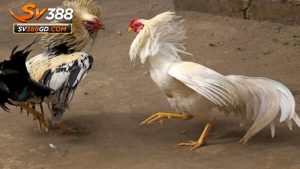 Giới thiệu về SV388 và đá gà đòn