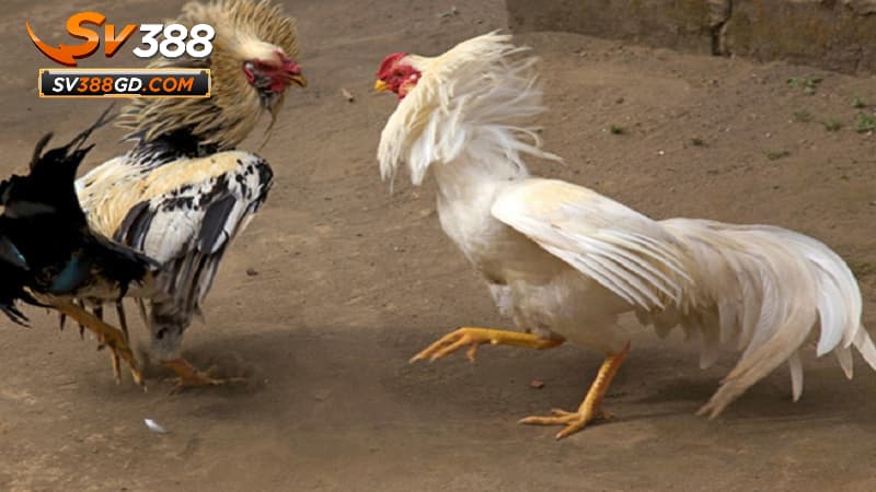 Giới thiệu về SV388 và đá gà đòn Giới thiệu về SV388 và đá gà đòn
