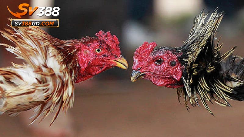 Mẹo cá cược đá gà đòn hiệu quả Mẹo cá cược đá gà đòn hiệu quả